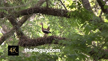 4K UHD 60fps - Black-Bellied Whistling Duck (Dendrocygna autumnalis) taking flight in forest
