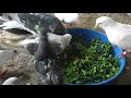 Зеленые корма очень важны для голубей