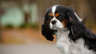 Managing Common Health Issues in Cocker Spaniels