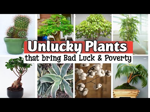 Plants that bring Bad Luck and Poverty | Unlucky Plants | Indoor Plants | Unlucky Plants for home