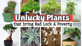 Plants that bring Bad Luck and Poverty | Unlucky Plants | Indoor Plants | Unlucky Plants for home