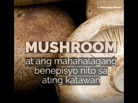 Video: Mga uri ng mushroom at ang mga kapaki-pakinabang na katangian nito