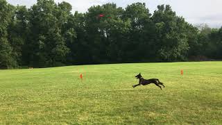 Betty, Dutch Shepherd, K9 Frisbee Toss & Fetch League | Summer 2019