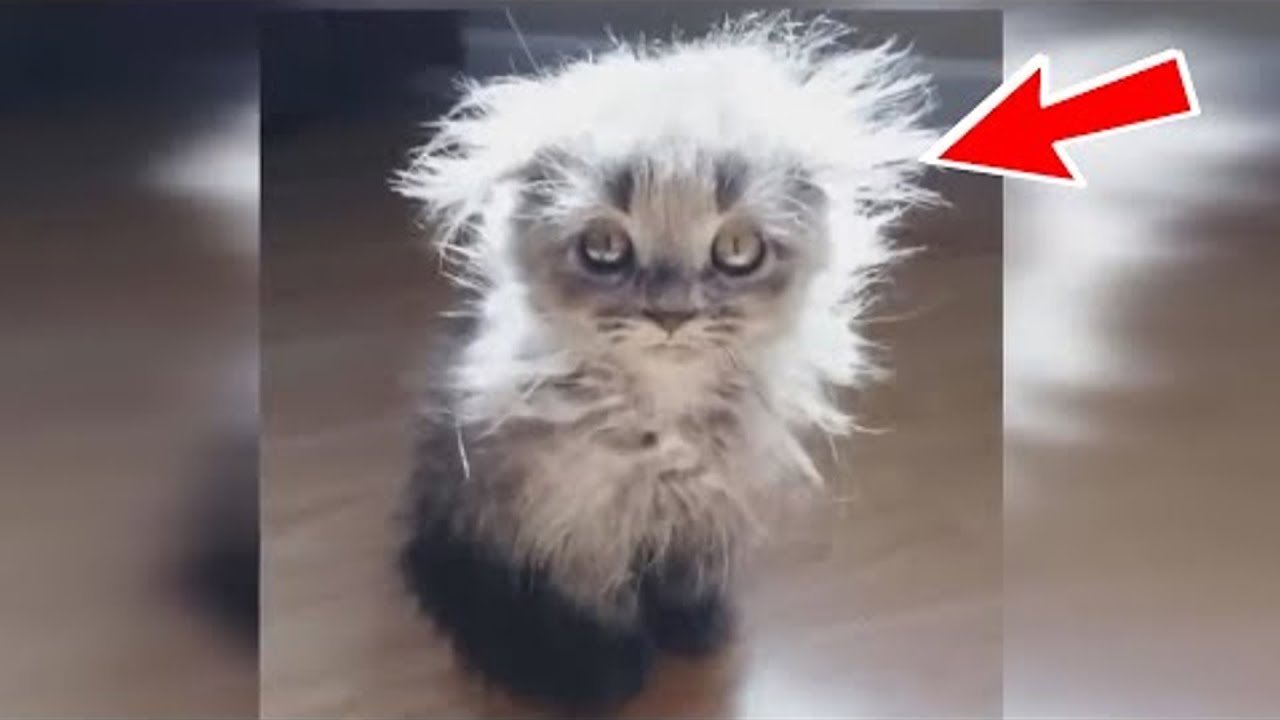 Женщине подарили косматого котёнка, а через год её ждал сюрприз! - YouTube