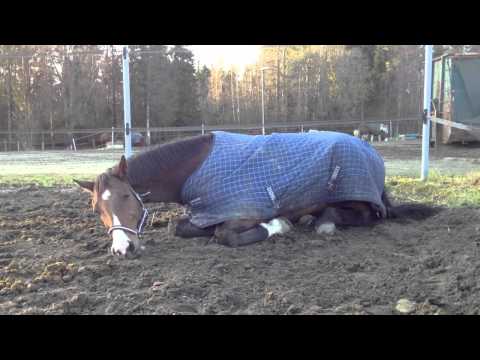 Video: Varför Drömmer Hästen