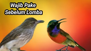 Masteran Ganda! Konin & Siri Siri Kecil Bikin Burung Cepat Gacor