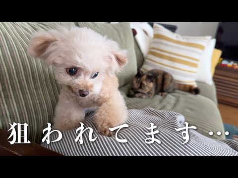 背後から迫りくる猫パンチ・・・【トイプードル】