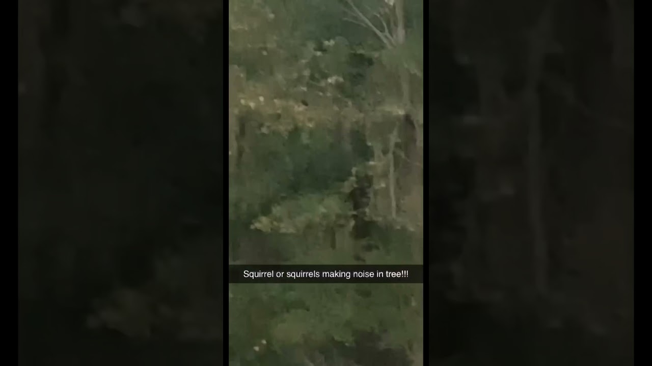 Squirrel or squirrels making noise in tree!!!