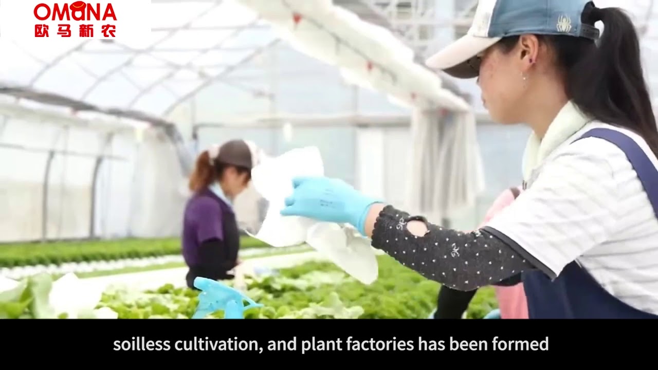 hydroponic nft system