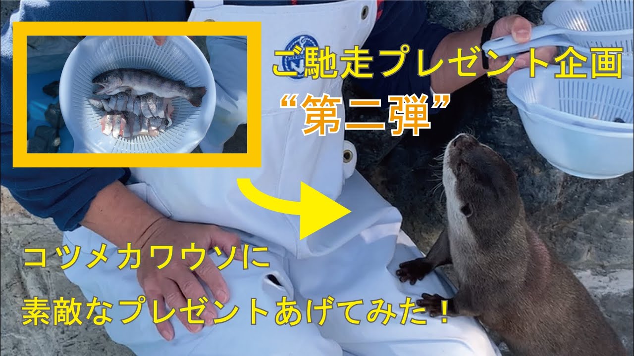 うみたまご】ご馳走プレゼント企画第二弾！コツメカワウソの