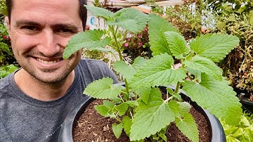 ERVA DOS GATOS - ALUCINÓGENA?