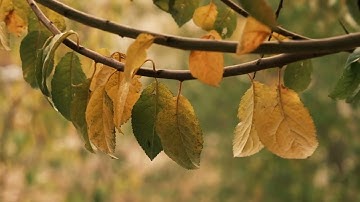 【デモ】Pythonから自動アップロードした動画