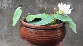 How to grow micro lotus at home for beginners by Lotus Garden 1,389 views 7 days ago 4 minutes, 41 seconds