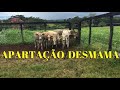 A IMPORTÂNCIA DE CUIDADOS NA APARTAÇÃO/DESMAMA!!!