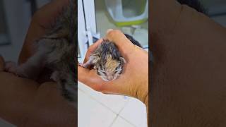 Trying to rescue the life of poor abandoned newborn kitten, adopted by kind mother cat