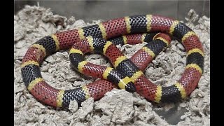 Королевский Аспид,Хвостатый Перец,Полосатый Американский Убийца/Royal Aspide(Elapidae)Tailed Pepper