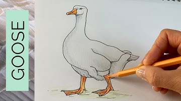 Een hele makkelijke GOOSE tekentutorial - plus een aantal leuke weetjes!
