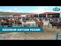 Erzurum Hayvan Pazarı | Kurban Pazarı