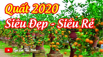 Vườn Quất Tết TiềnTỷ - Công Khai Giá 200k Chậu Đang Nhộn Nhịp Từng Ngày - Đón Chào Xuân Canh Tý 2020