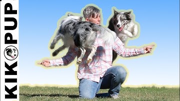 Jumping dog trick training tutorial