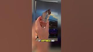 Highly Prized Quartz Stone from Africa #gem #stone #diamond #quartzstone