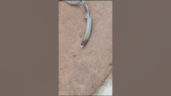 देख के आप भी रह जाएंगे दंग 😱🐍#snake #cobra #shorts #shortsvideo #shortsfeed #nature #animals #reels