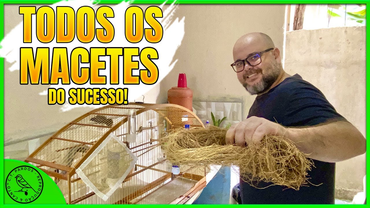 ASSIM QUALQUER PESSOA TIRA FILHOTE DE COLEIRO PAPA-CAPIM (mesmo se trabalhar o dia todo)