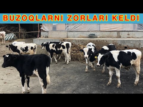 NIMETISKIY BUZOQLAR SOTILADI
