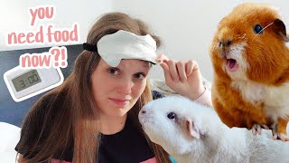 What Its REALLY Like Having REALLY Tame Guinea Pigs @LittleAdventures