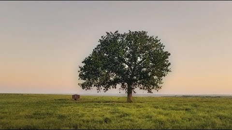 The Five Movements (Elements) Theory of Emotions