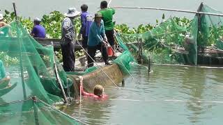 Dỡ  chà  sông  hậu  trúng  bầy  cá  chép  .Cá  chạch  lấu  to