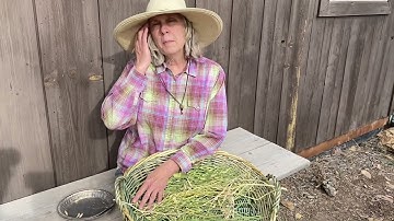 Steps For Seed Saving Part 4- Processing Radish Seeds