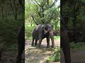 Punnathur Kotta Elephant Camp: Guruvayur Kerala 2