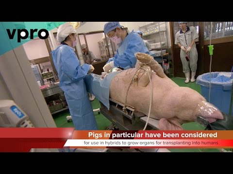 KTF News - Human Animal Chimera’s Gestating on U S Research Farms