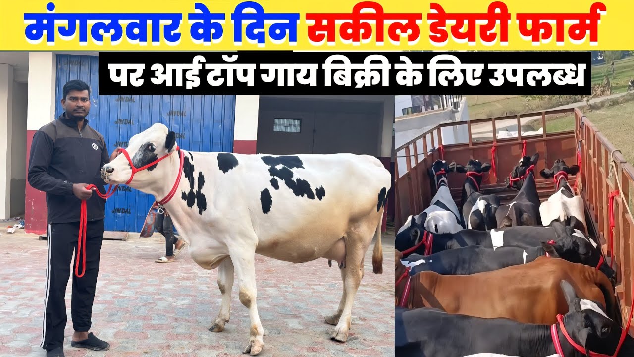 मंगलवार के दिन सकील डेयरी फार्म पर आई टॉप गाय बिक्री के लिए उपलब्ध | shakil dairy farm new video 