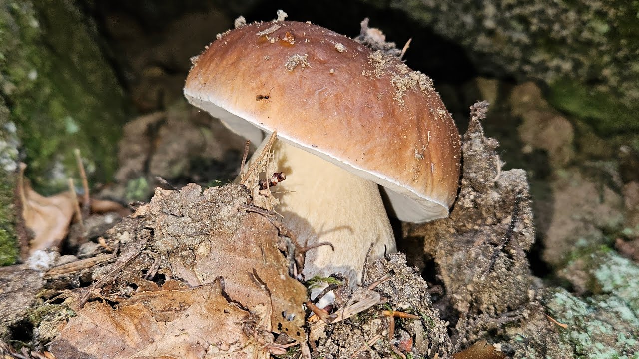 Belle cueillette de Cèpes du 27/09/25 🥰.