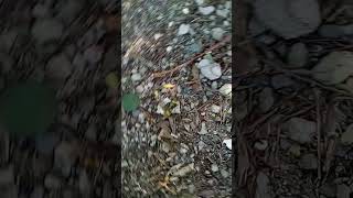 Team Umizoomi Crazy Shake Walk Of Life