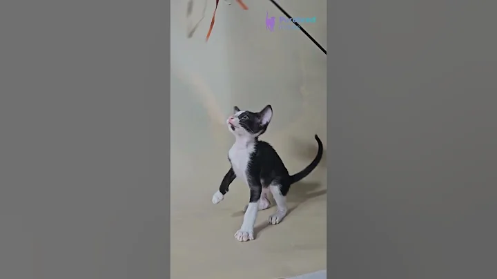 Video 11263041: oriental shorthair kitten, white oriental, orientalshorthair