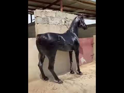 الخيل الازرق