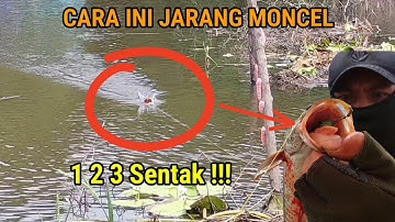 Berapa Lama Jeda Saat Umpan di Sambar Ikan Gabus || Casting Ikan Gabus Umpan Soft Frog || Oasiz Lure