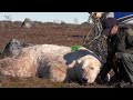 Understanding Bear Conservation Challenges