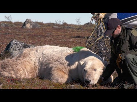 A Polar Bear Released Back Into the Wild by Helicopter - YouTube