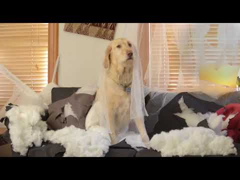 nylabone-dura-chew-"x"-bone-beef-flavored-dog-chew-toy-|-puppysimply