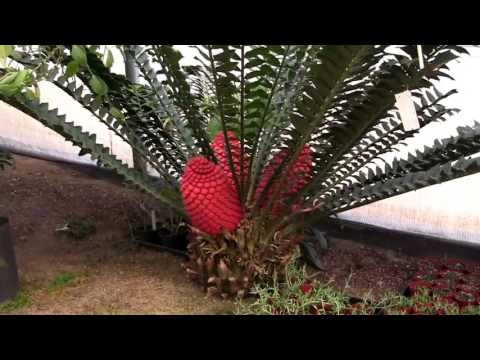 Barry Landau - Encephalartos Ferox In Bloom At Rainforest Flora, Inc.