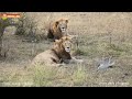 Как чайка у львов пыталась угощение украсть. Львы. Тайган. Lions life in Taigan.