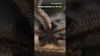 What are NATURES Most Bizarre Creatures?