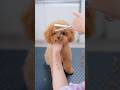 可愛いすぎるお顔の子犬をカットしたら・・・🤣