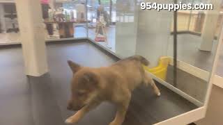 Albert  Shiba Inu , MALE , PEMBROKE PINES