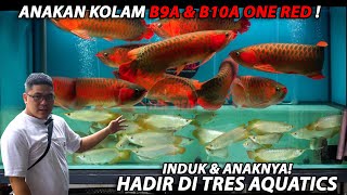 ANAKAN SR COMMTANK CHAMPION ONE RED MASUK TRES AQUATICS!