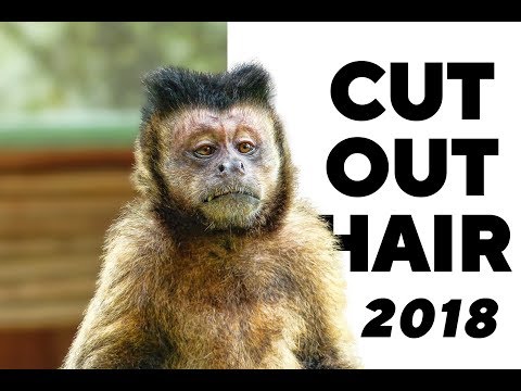 Tutorial How to Cut Out Hair in Photoshop CC  quicker and easier than ever before